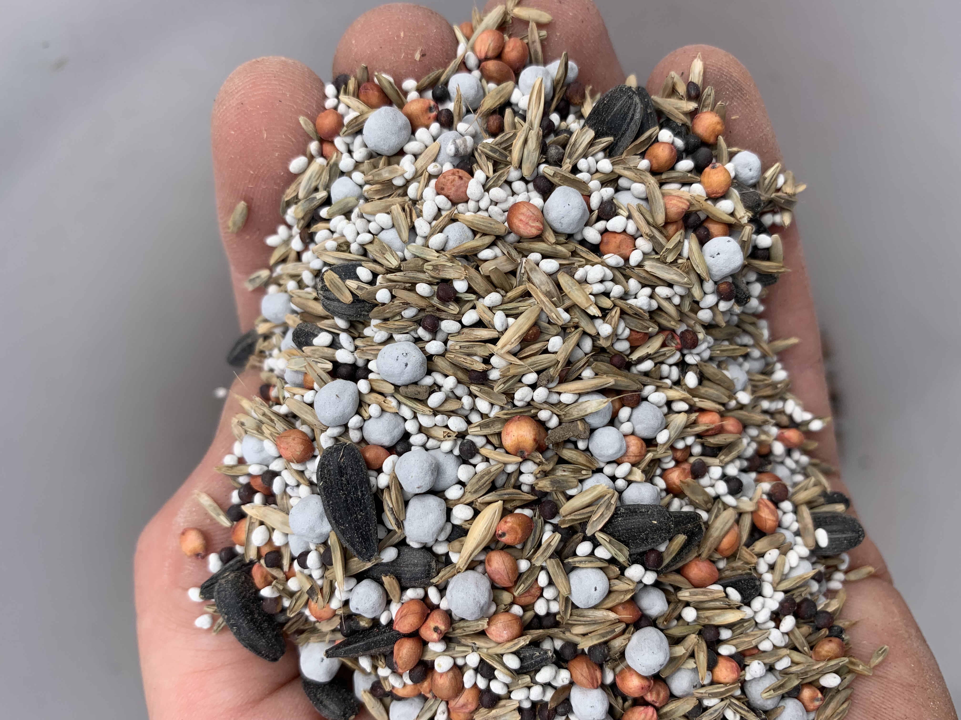 A hand holding a mixture of cover crop seeds.